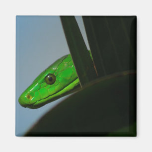 Aimant mamba verte