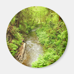 Aimant Man Creek II perdu dans le parc national Redwood