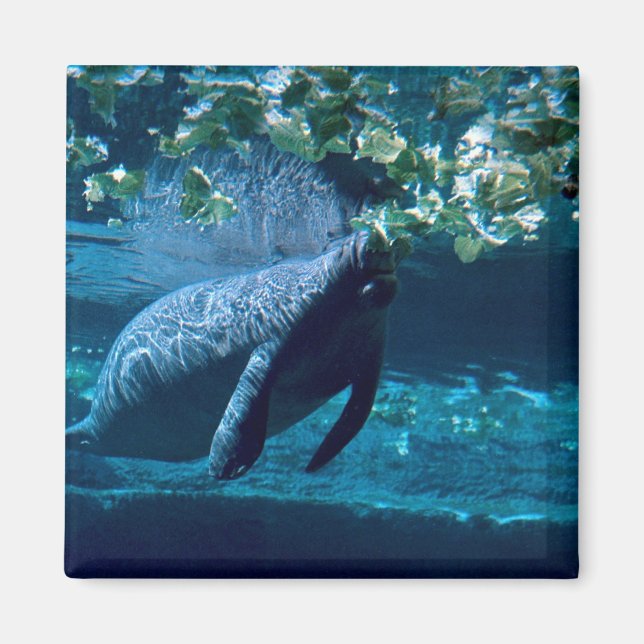 Aimant Manatee, Lowry Park Zoo, Tampa Bay, Floride, États (Devant)