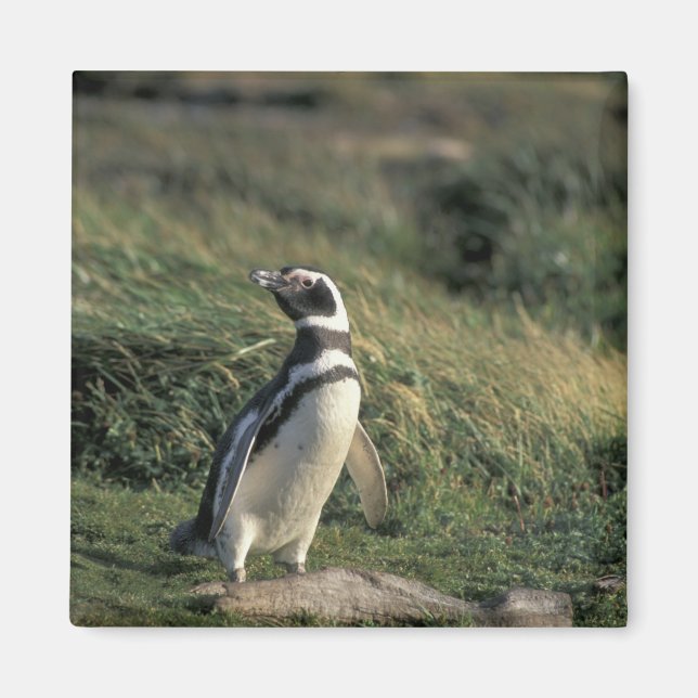Aimant Manchot de Magellan (Spheniscus magellanicus), (Devant)