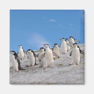 Aimant Manchots à Collier Pygoscelis Antarctica