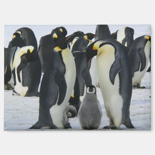 aimant manchots empereurs famille
