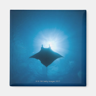 Aimant Manta nageant sous l'eau