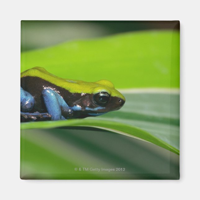 Aimant Mantella à dos vert (Devant)