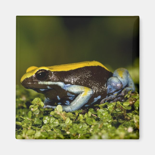Aimant Mantella à oreilles noires, Mantella expectata, (Devant)