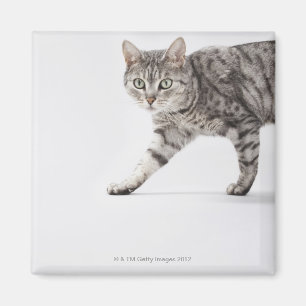 Aimant Marche de chat