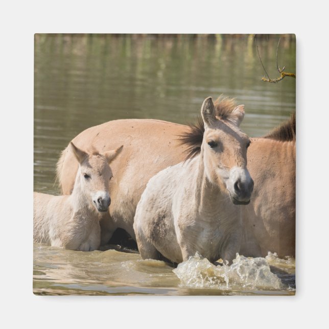 Aimant Mare avec Foal Crossing a River (Devant)