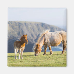 Aimant Mare avec Foal, îles Shetland, Ecosse