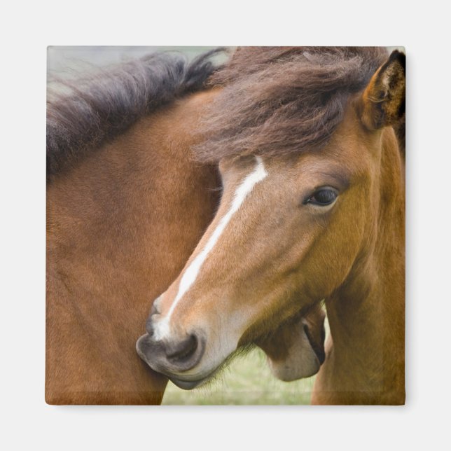 Aimant Mare Et Colt (Devant)