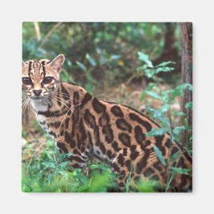 Aimant Margay, Leopardus wiedi, Natif du Mexique vers