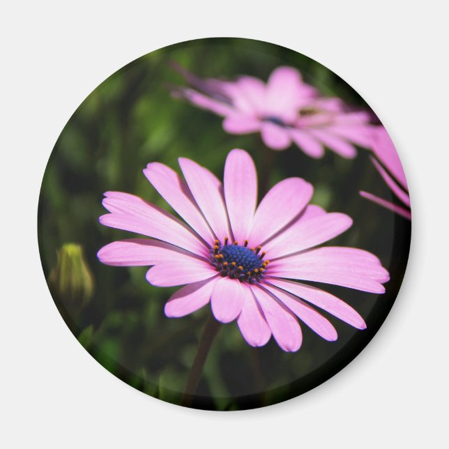 Aimant Marguerite africaine (Devant)