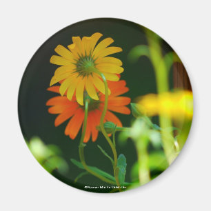 Aimant Marguerite-Aimant