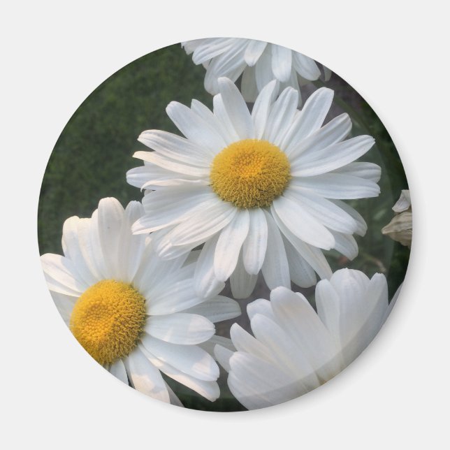Aimant Marguerite blanche (Devant)