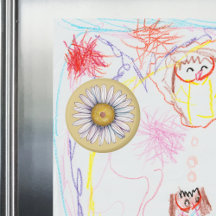 Marguerite de campagne 