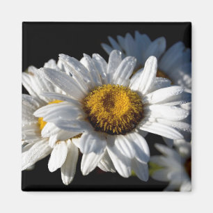 Aimant Marguerite de cascade