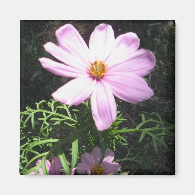 Aimant Marguerite rose (Devant)