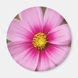 Aimant marguerite rose lumineuse