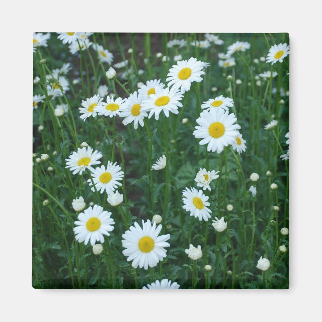 Aimant Marguerites (Devant)