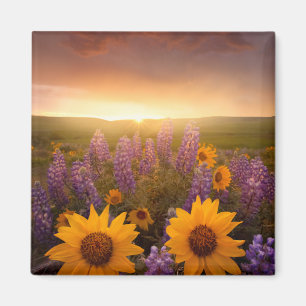 Aimant Marguerites de coucher du soleil