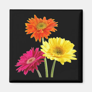 Aimant Marguerites de Gerbera