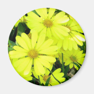 Aimant Marguerites jaunes