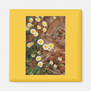 Aimant Marguerites sauvages