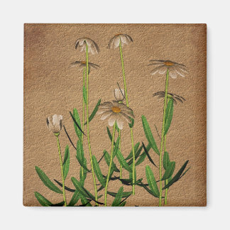 Aimant Marguerites sur floral de papier âgé