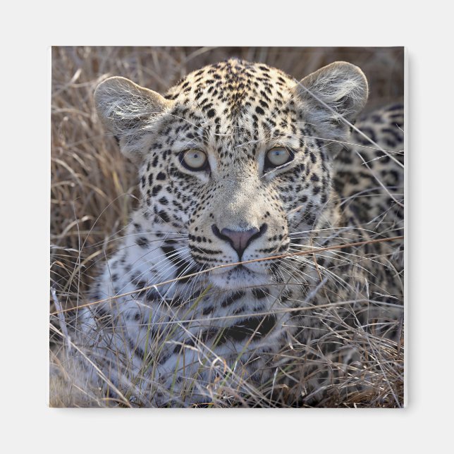 Aimant Maribye se cachant dans l'herbe (Devant)