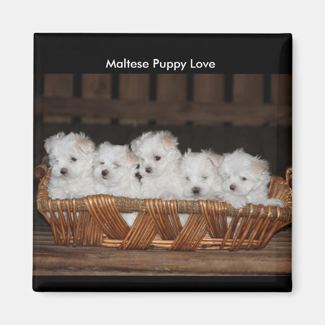 Aimant Marionnettes maltaises, Panier, "L'amour du chiot  (Devant)