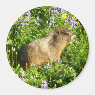 Aimant Marmot dans le Mont Rainier Fleurs sauvages