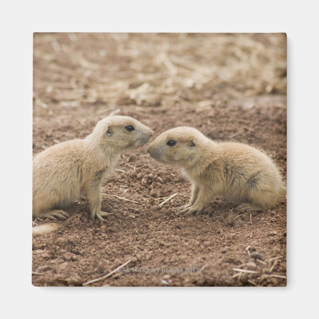 Aimant Marmot de Prarie noire (Devant)