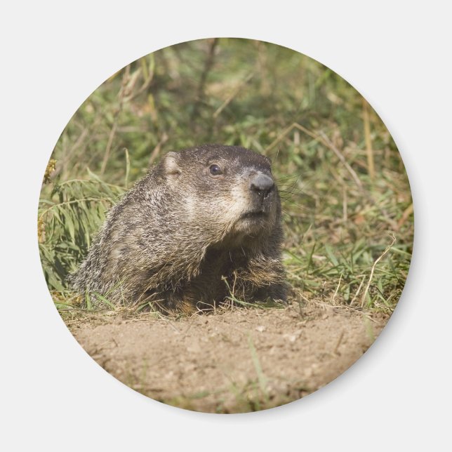 Aimant Marmotte (Devant)