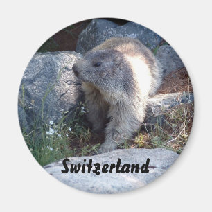 Aimant Marmotte mignonne Suisse
