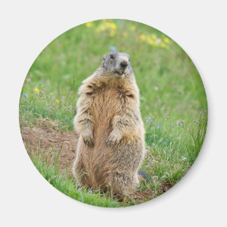 Aimant Marmotte sentinelle