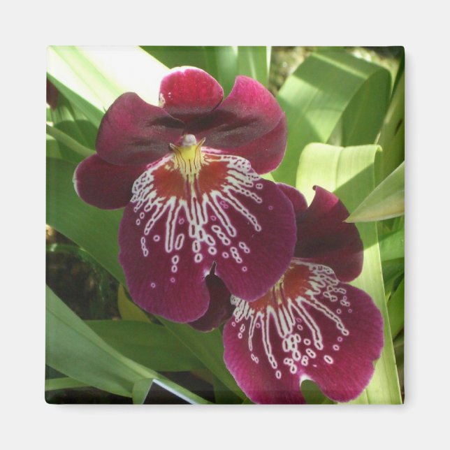Aimant Maroon Orchids II (Devant)