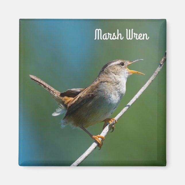 Aimant Marsh Wren (Devant)