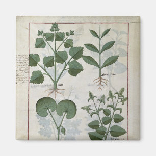 Aimant Marshmallow & Hastula Regia Asarabacca &
