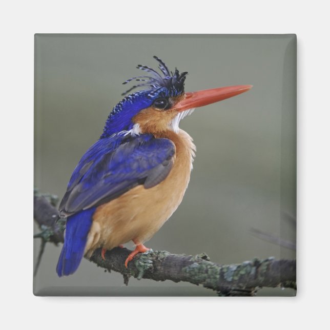 Aimant Martin-pêcheur à tête bleue, Alcedo cristata, Lac (Devant)