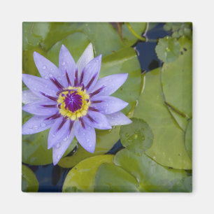 Aimant Martinique, Antilles, Antilles, Antilles, Bleu