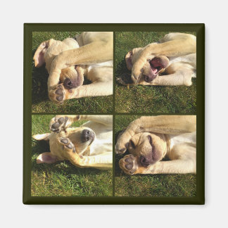 Aimant Masquer et rechercher le chiot