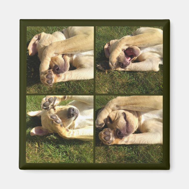 Aimant Masquer et rechercher le chiot (Devant)