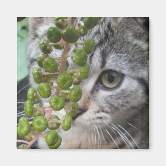 Aimant Masquer l'aimant Kitten (Devant)