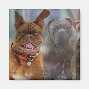 Aimant Mastiff
