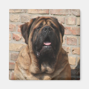 Aimant Mastiff dogue anglais fête des pères
