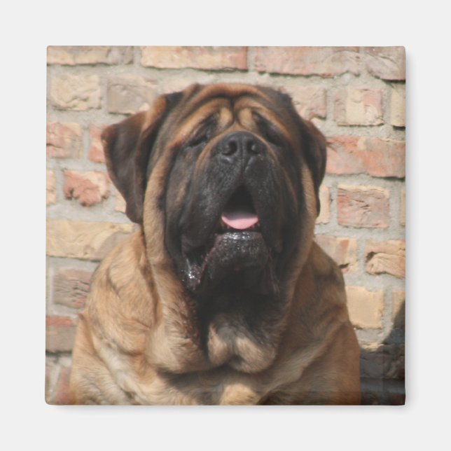 Aimant Mastiff dogue anglais fête des pères (Devant)