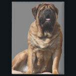Aimant Mastiff Meilleurs amis de la fête des pères<br><div class="desc">Superbe femelle old english mastiff . Le Mastiff est un molosse et un très bon chien de garde.. C'est un géant fier et très doux.Cette race de chien est un dogue anglais , extrêmement affectueuse et très fidèle. Un excellent chien de famille qui est toujours équilibré. Un cadeau pour tout...</div>