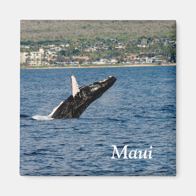 Aimant Maui Rorqual à bosse brassant l'aimant (Devant)