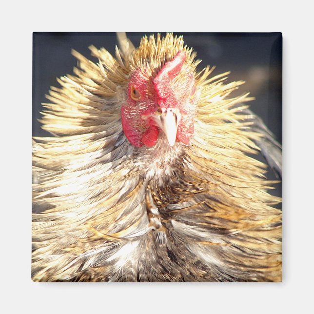 Aimant Mauvaise journée de plume (Devant)