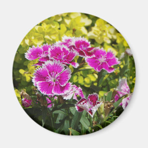 Aimant mauve Picotee