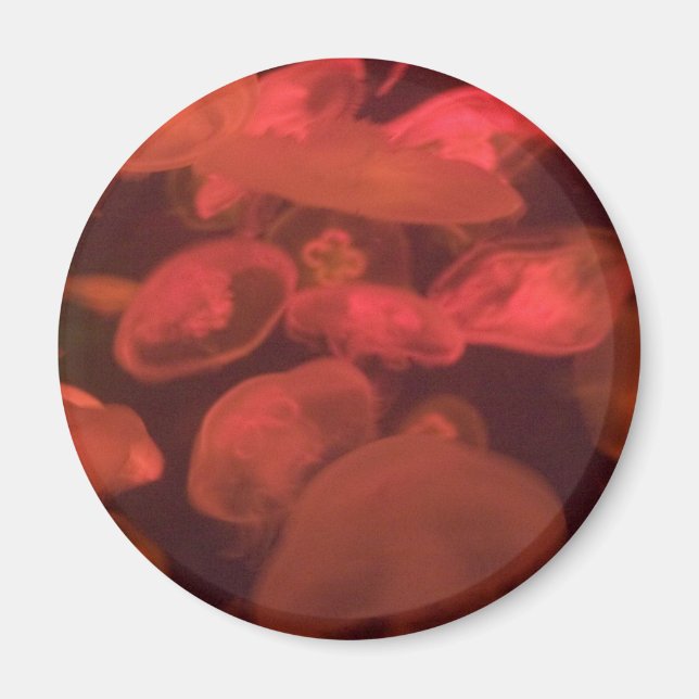 Aimant Méduse (Devant)